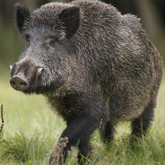 30-40 Feral Hogs avatar