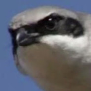 Dwaggs - steam id 76561198320346428