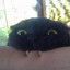My Cat is In Heat