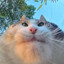 Aлo