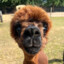 alpaca