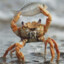 Crab Boy (Chops)
