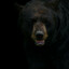 Cocaine Bear