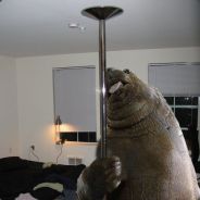 goatjc - steam id 76561197961890489