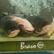 生鱼忧患，死鱼安乐