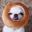 BAGEL