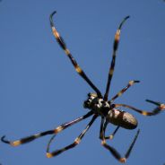 Dr.Seb - steam id 76561197965507515
