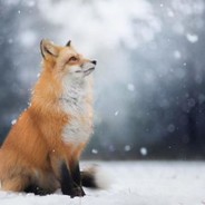 愛殺馬の小狐狸