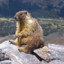 Ticho Marmot