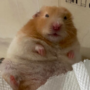 hampter