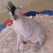 我打不过你，别打我