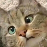 球球你别爆我的头