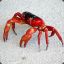 Red Crab the Gent