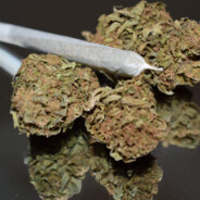 Smokeable Plants