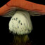Unexpected Fungus