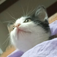 不鲸雨_学校爆炸版_( •