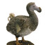 Dodo bird