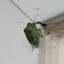 Green Stinkbug
