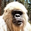 YETI