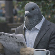 pigeon