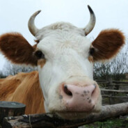 суть двуликого