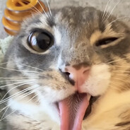 Freaky kitty