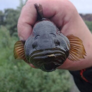 [VE]ОСТОРОЖНОРОТАН