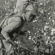 d1 cotton picker