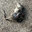 Deadrat