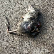 Deadrat