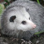 Chill Opossum