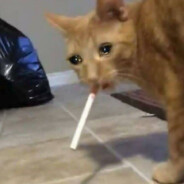 m0r0zZzk0 - steam id 76561198062827352