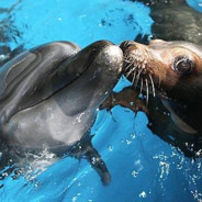 The Sealdolphin