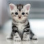 котеночек