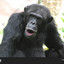 Dried Chimpanzee