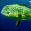 ❤ Mahi Mahi ❤