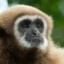 Gibbythegibbon