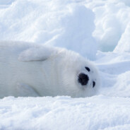 很大的大 很天的二