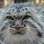 manul