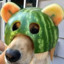 Watermeldog