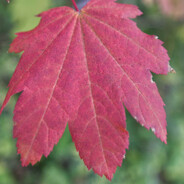 mrleaf9895
