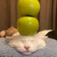 apple cat 𝓶𝓮𝓸𝔀