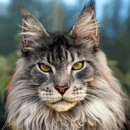 MaineCoon