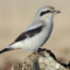 Shrike