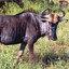 Gnuhans
