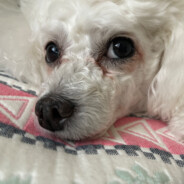 奥利给面对恐惧！