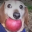 Apple Dog