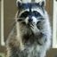 MYSTERY_RACCOON