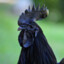 Black Chicken