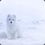 SnowFox